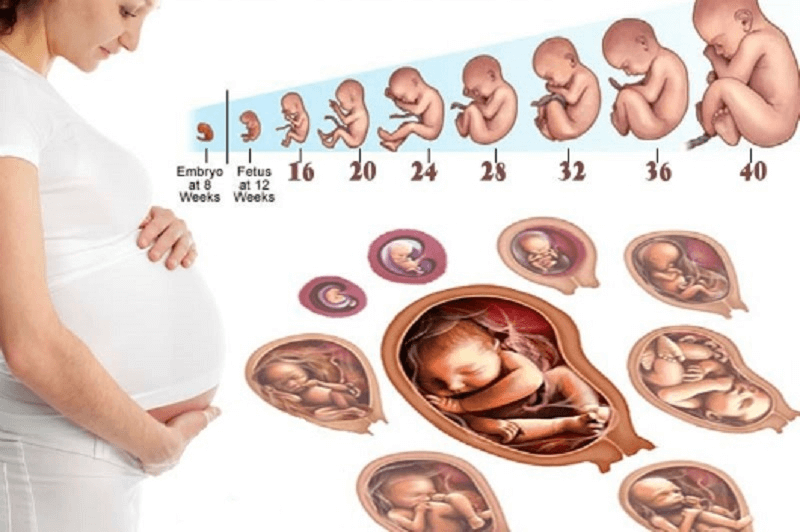 Sự thay đổi tử cung của người mẹ trong quá trình mang thai