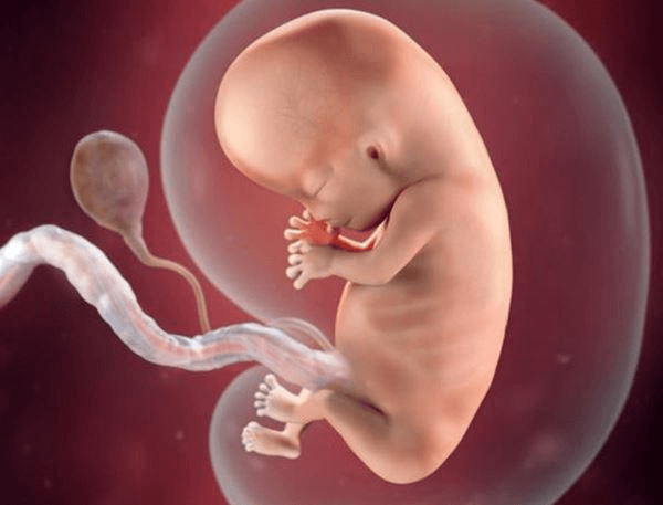 Quá trình phát triển của thai nhi vào tuần 11