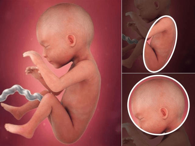 Quá trình phát triển của thai nhi vào tuần 24