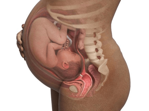 Quá trình phát triển của thai nhi vào tuần 40